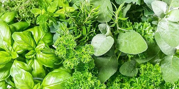 Βότανα και μαγειρική