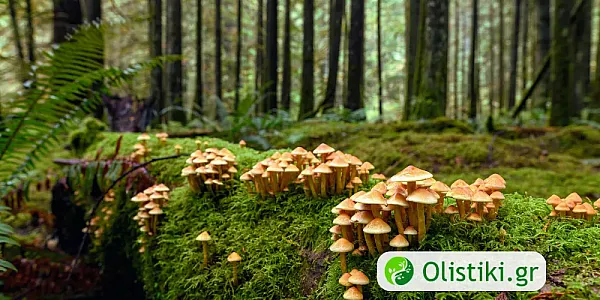 Φαρμακευτικά μανιτάρια – Τι είναι και πως χρησιμοποιούνται;